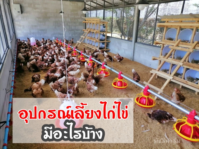 อุปกรณ์เลี้ยงไก่ไข่ มีอะไรบ้าง